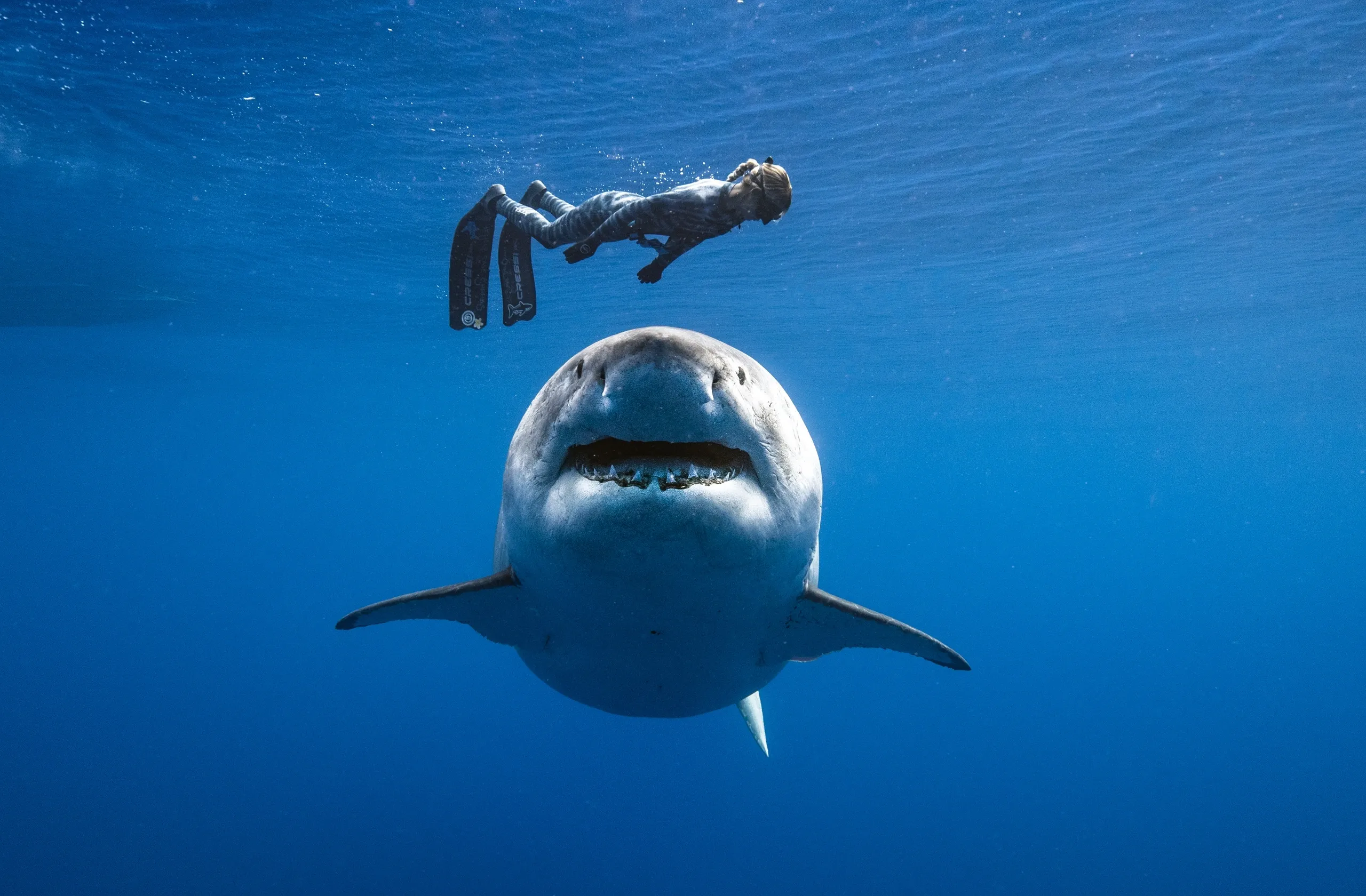 Ocean Ramsey shark conservation portrait.
