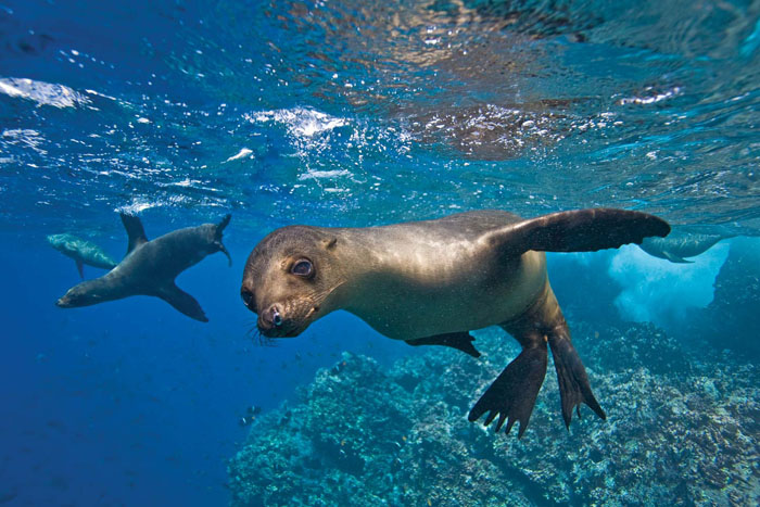 Sea lions swimming over reef in the Galápagos Islands.