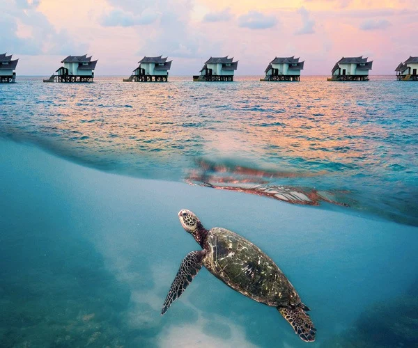 The turquoise water and reefs of the Maldives, where Sam completed his 100th dive in January 2026.