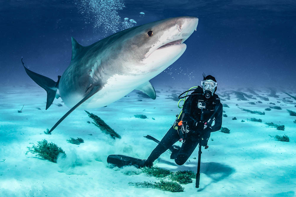 Tiger shark and diver in the Bahamas.