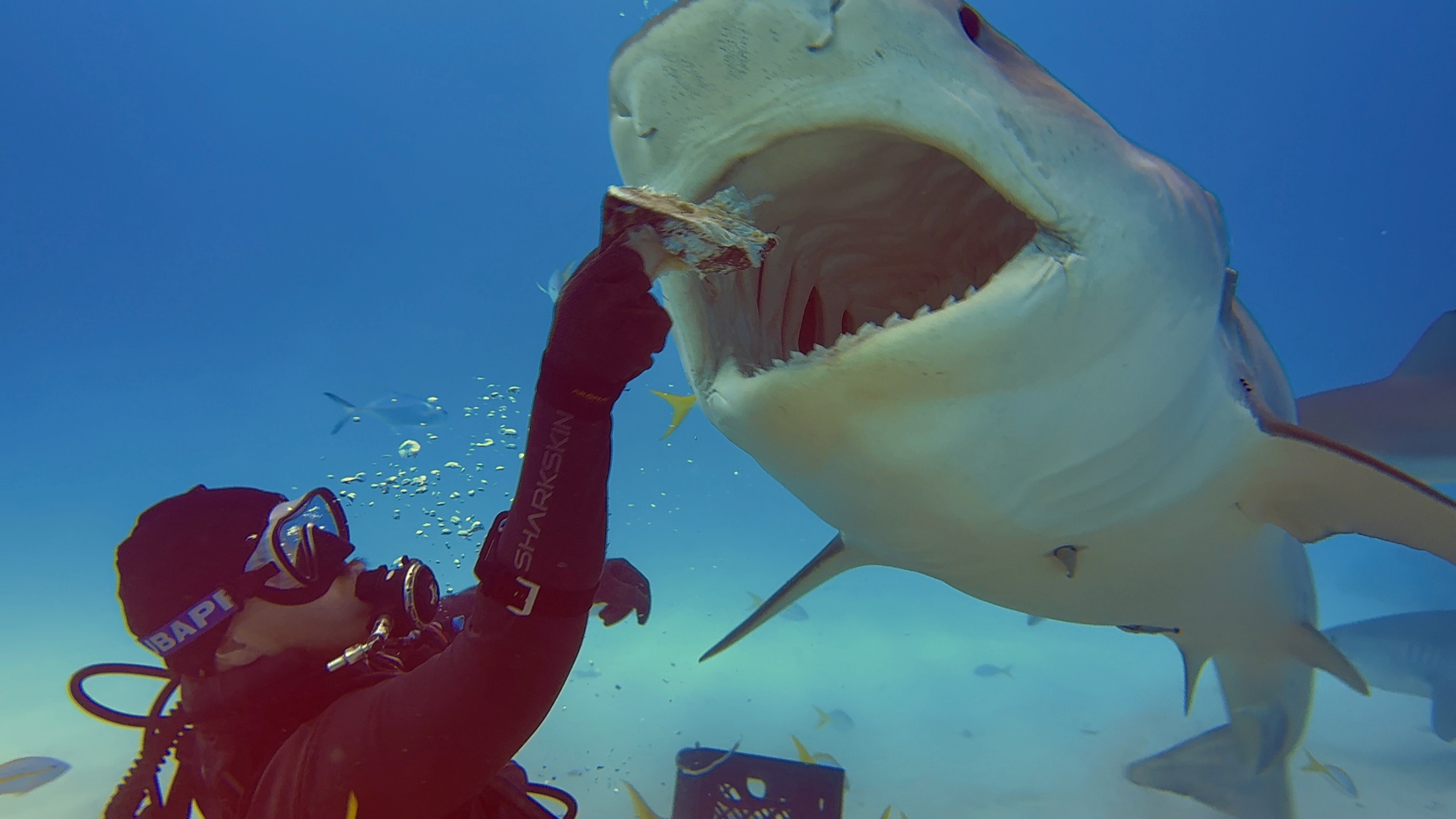 A tiger shark taking bait from a gloved feeder during a Bahamas shark dive.