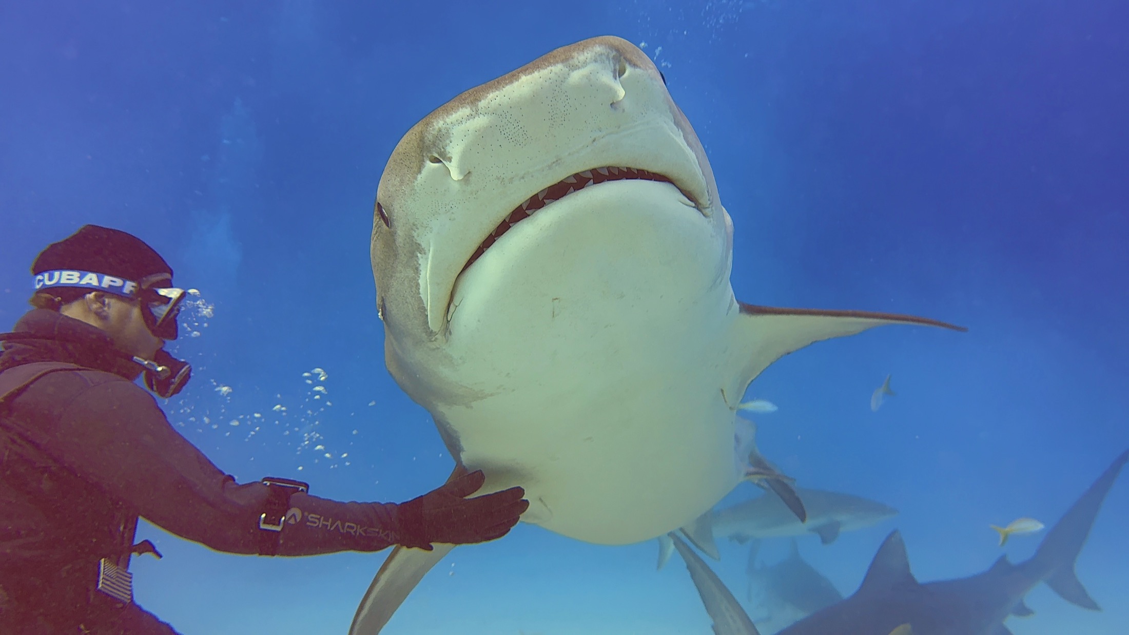 A tiger shark facing a diver in clear blue Bahamian water.