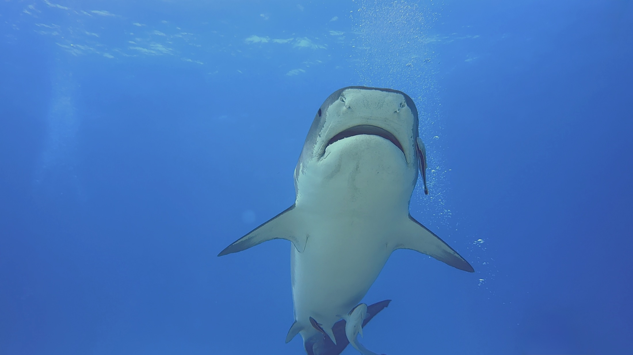 A tiger shark approaching from the right through clear blue water.