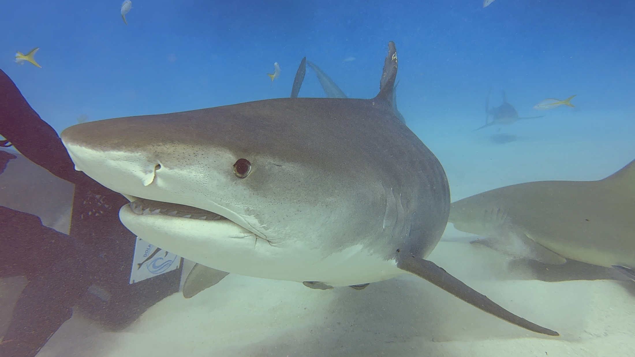 A tiger shark passing close to a diver with small fish above it.