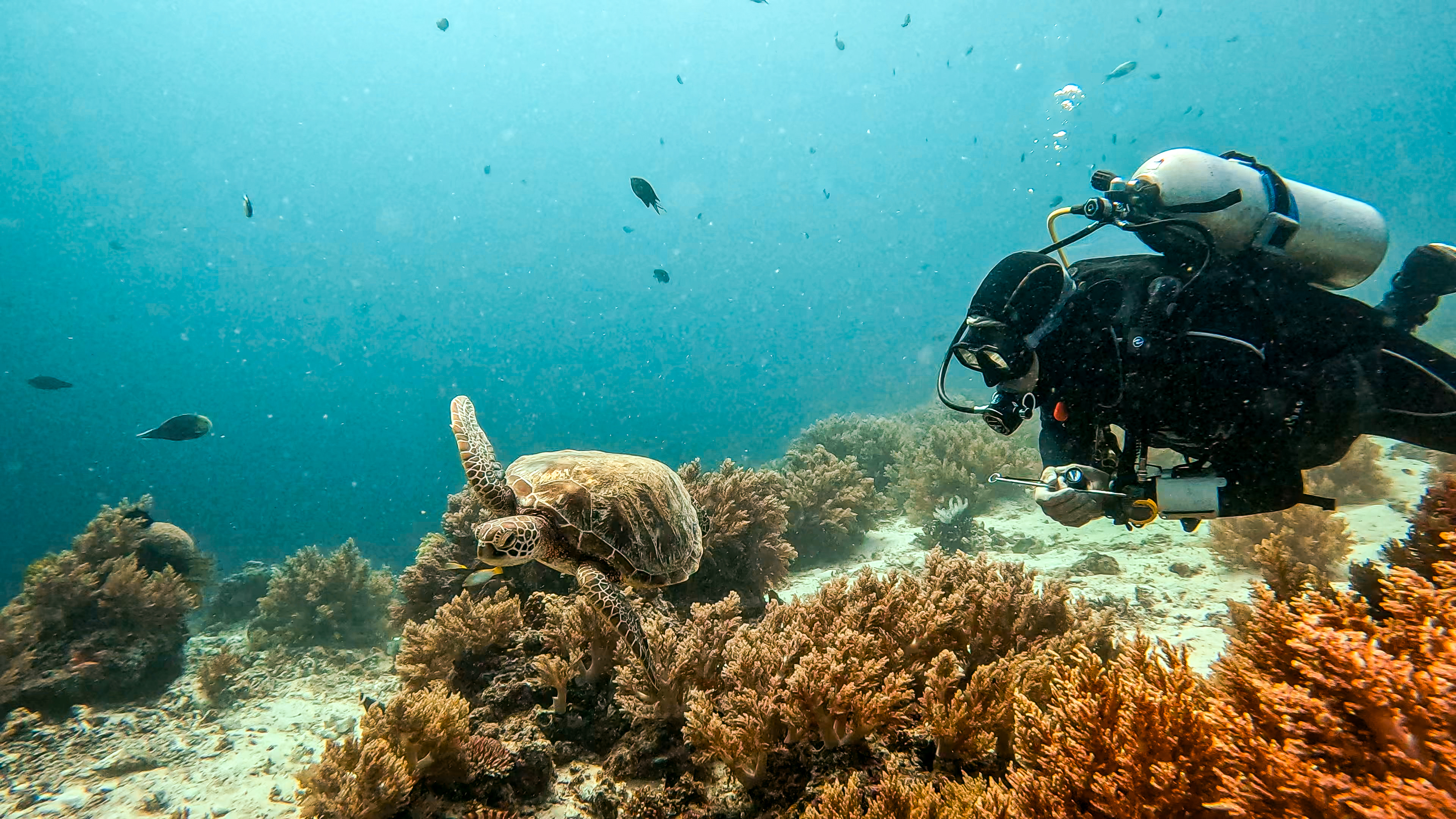 Ed Regeer, featured in Ocean People.