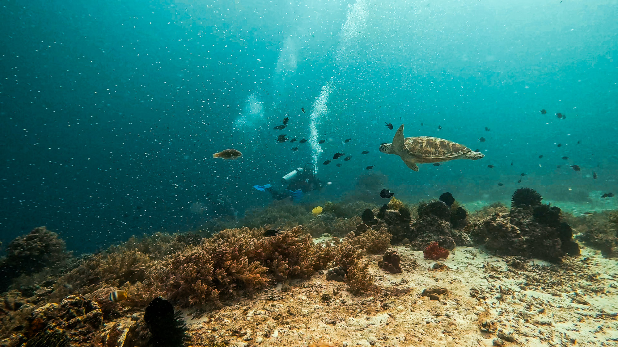 A sea turtle swims above coral with a diver nearby in the Philippines.