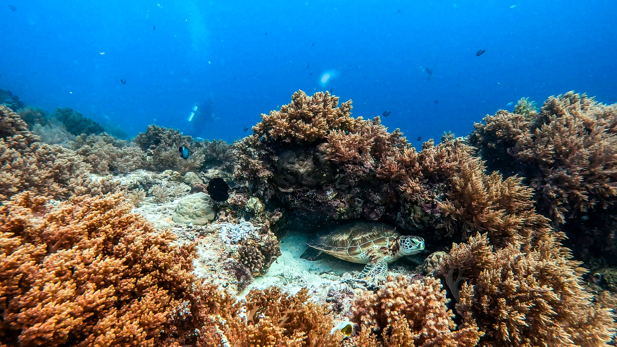 A sea turtle rests beneath coral on a reef in the Philippines.