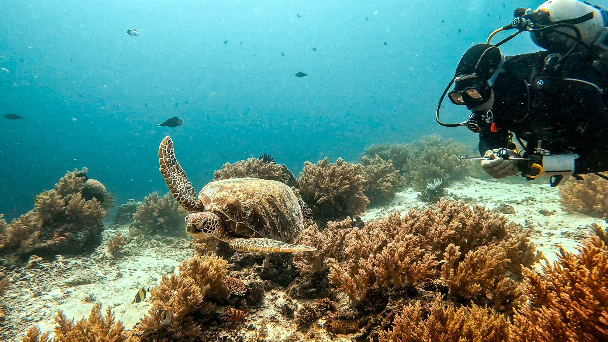 A diver observes a sea turtle respectfully on a reef in the Philippines.