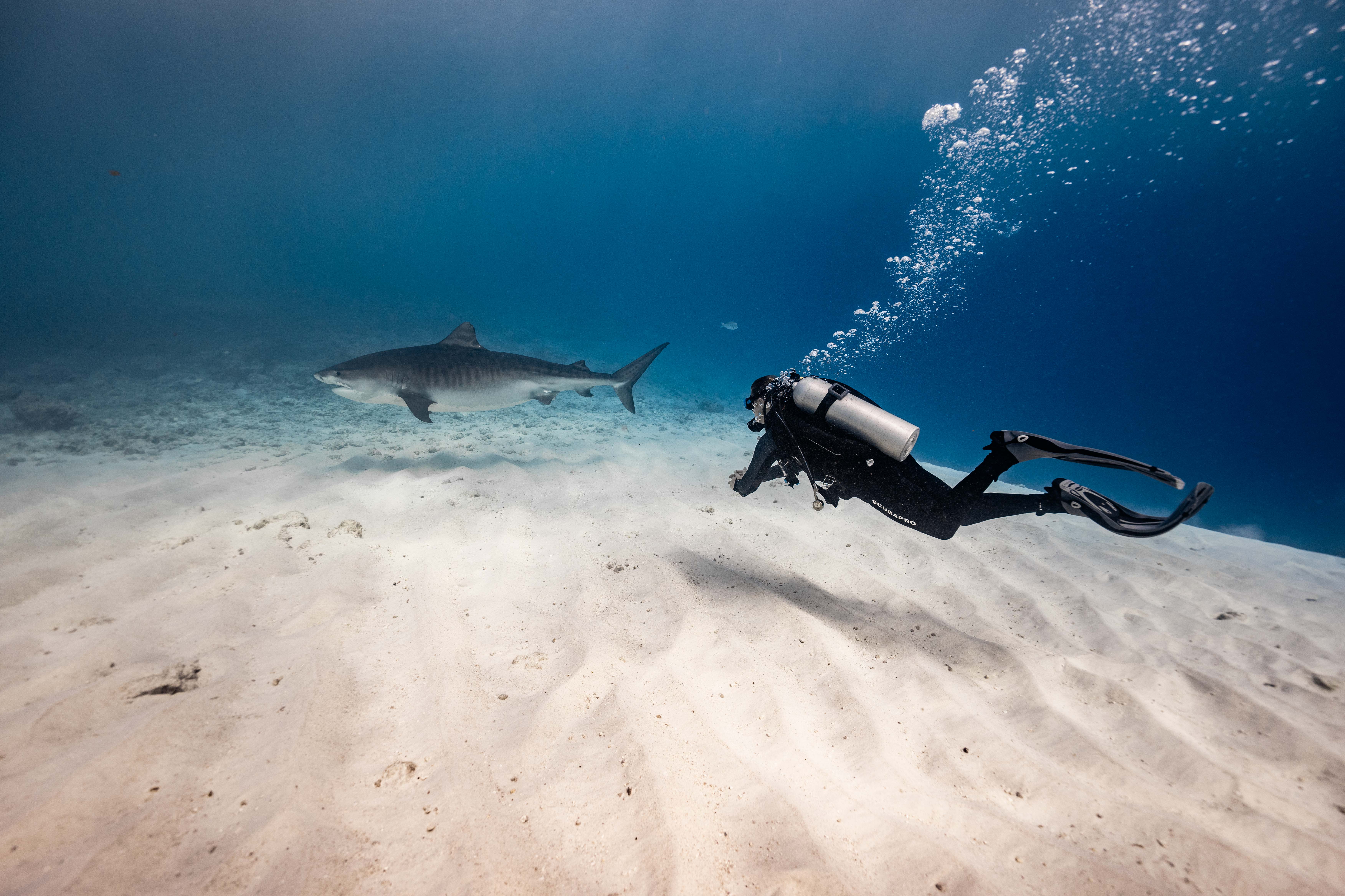 Sam observing a shark underwater in the Maldives.