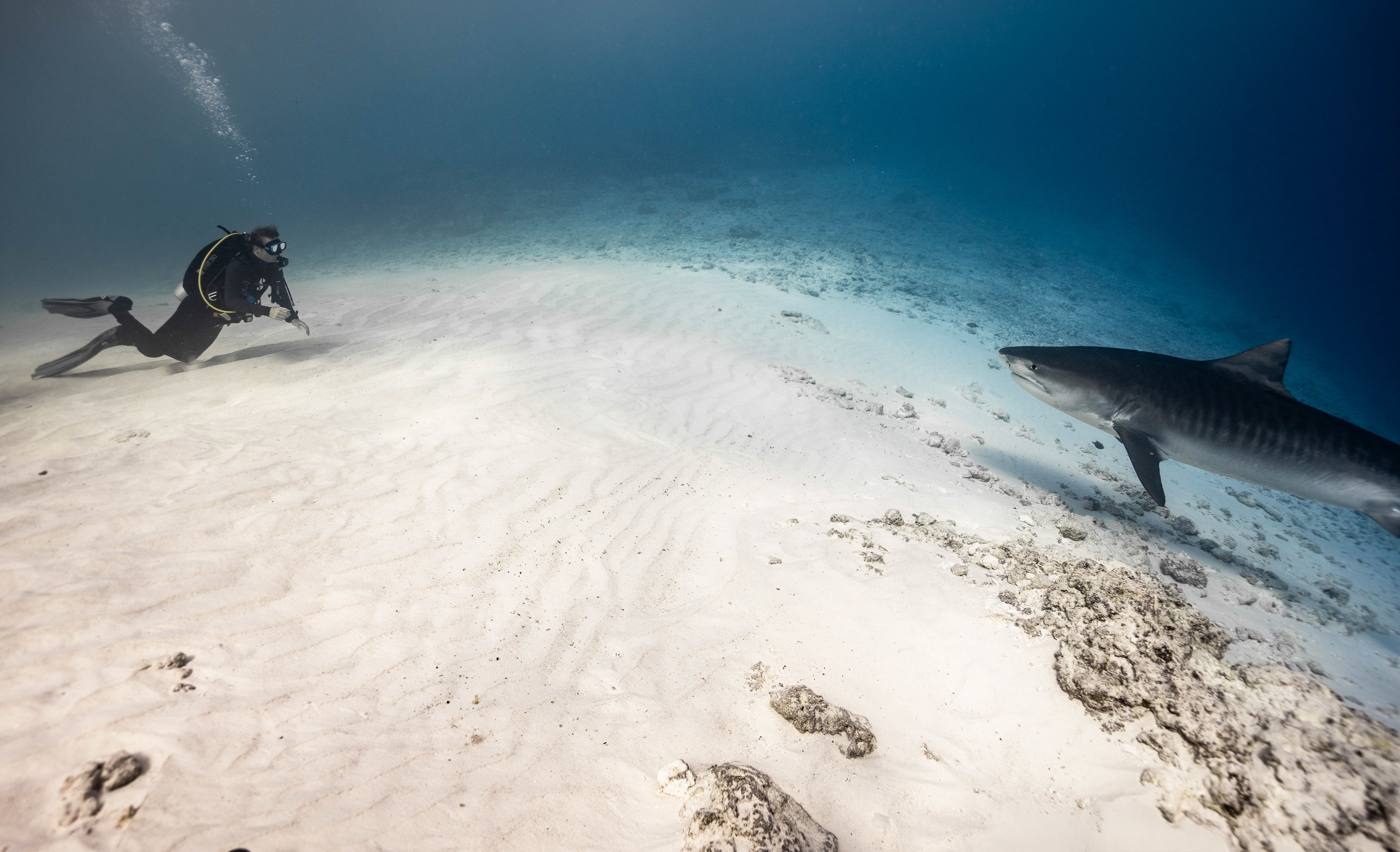 Tiger shark and diver in the Bahamas.