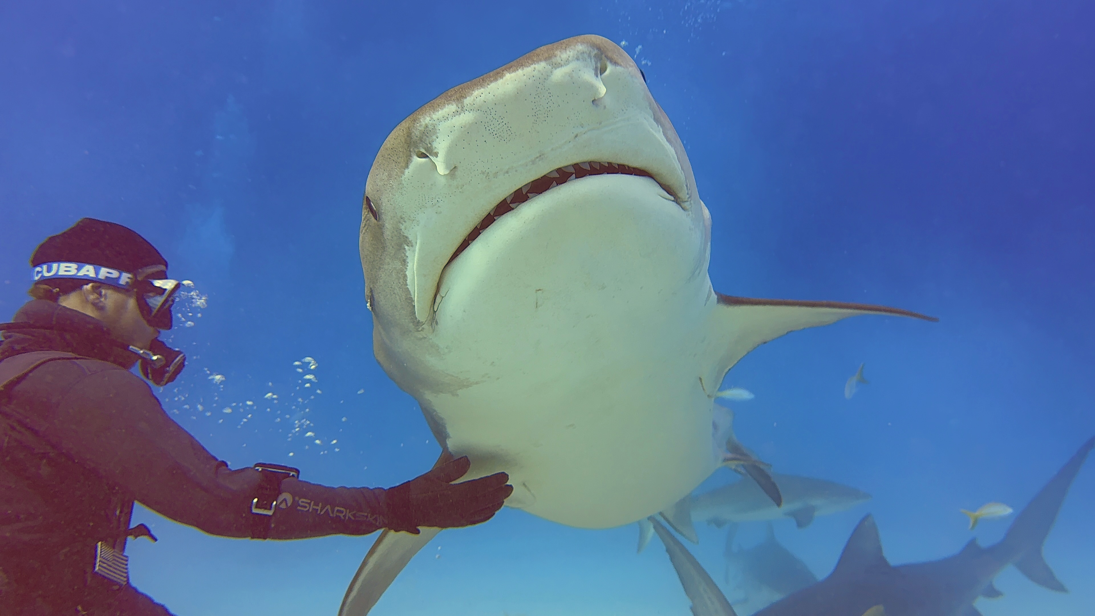 Sam close to a tiger shark in the Bahamas.