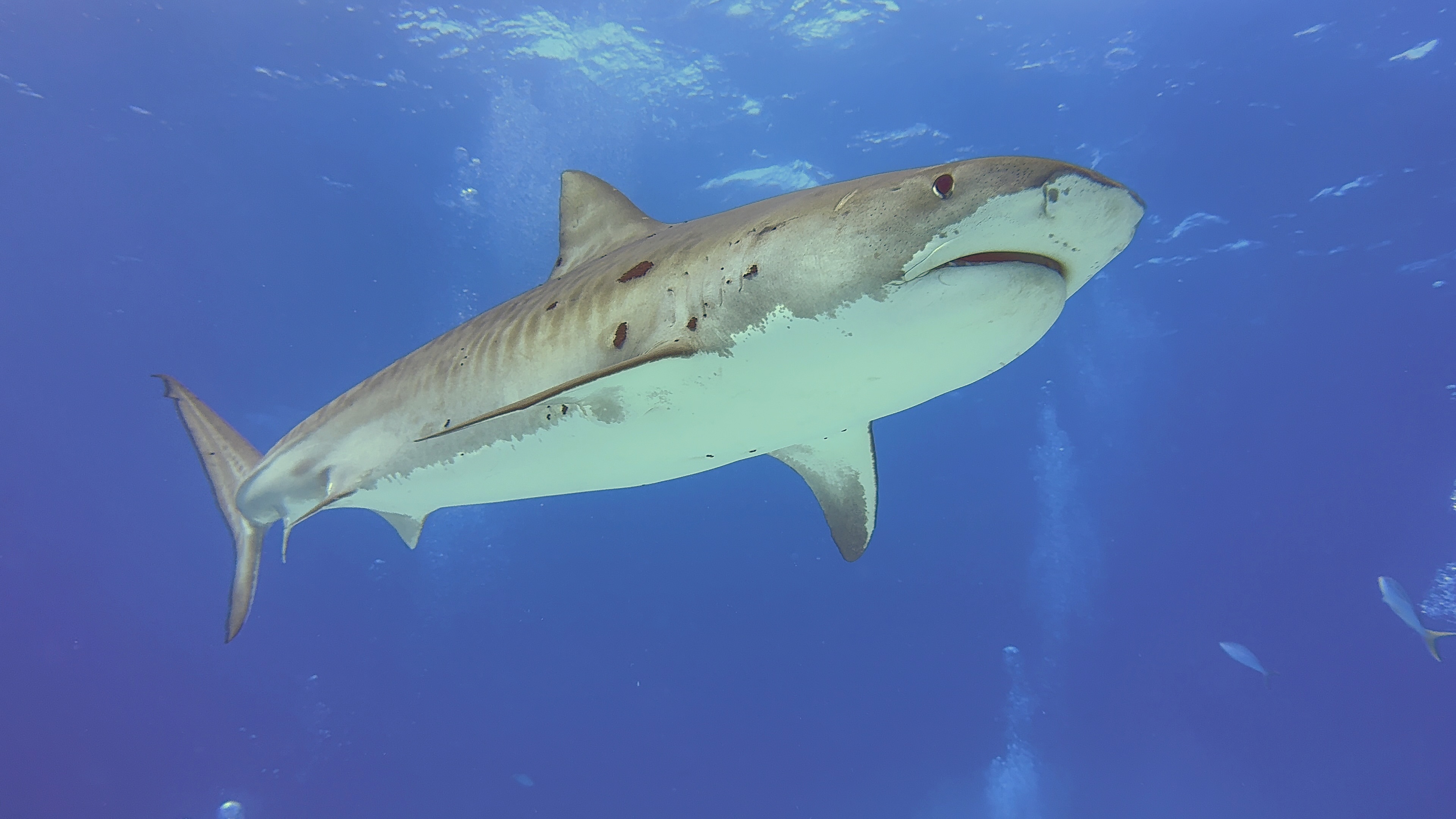 A tiger shark swimming naturally past a diver in the Bahamas.