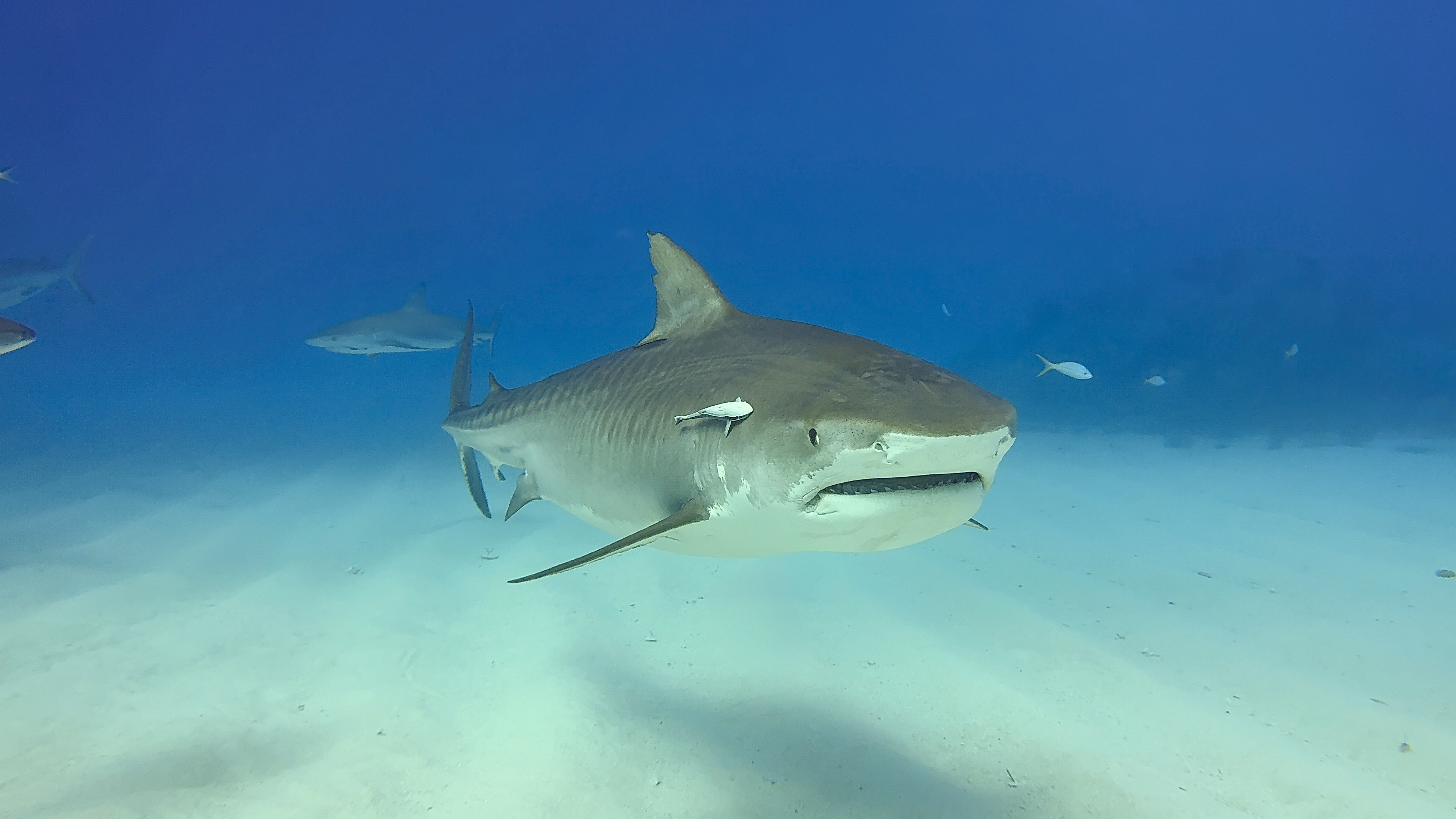 A tiger shark swims across the sandy bottom while a diver observes from a respectful distance in the Bahamas.