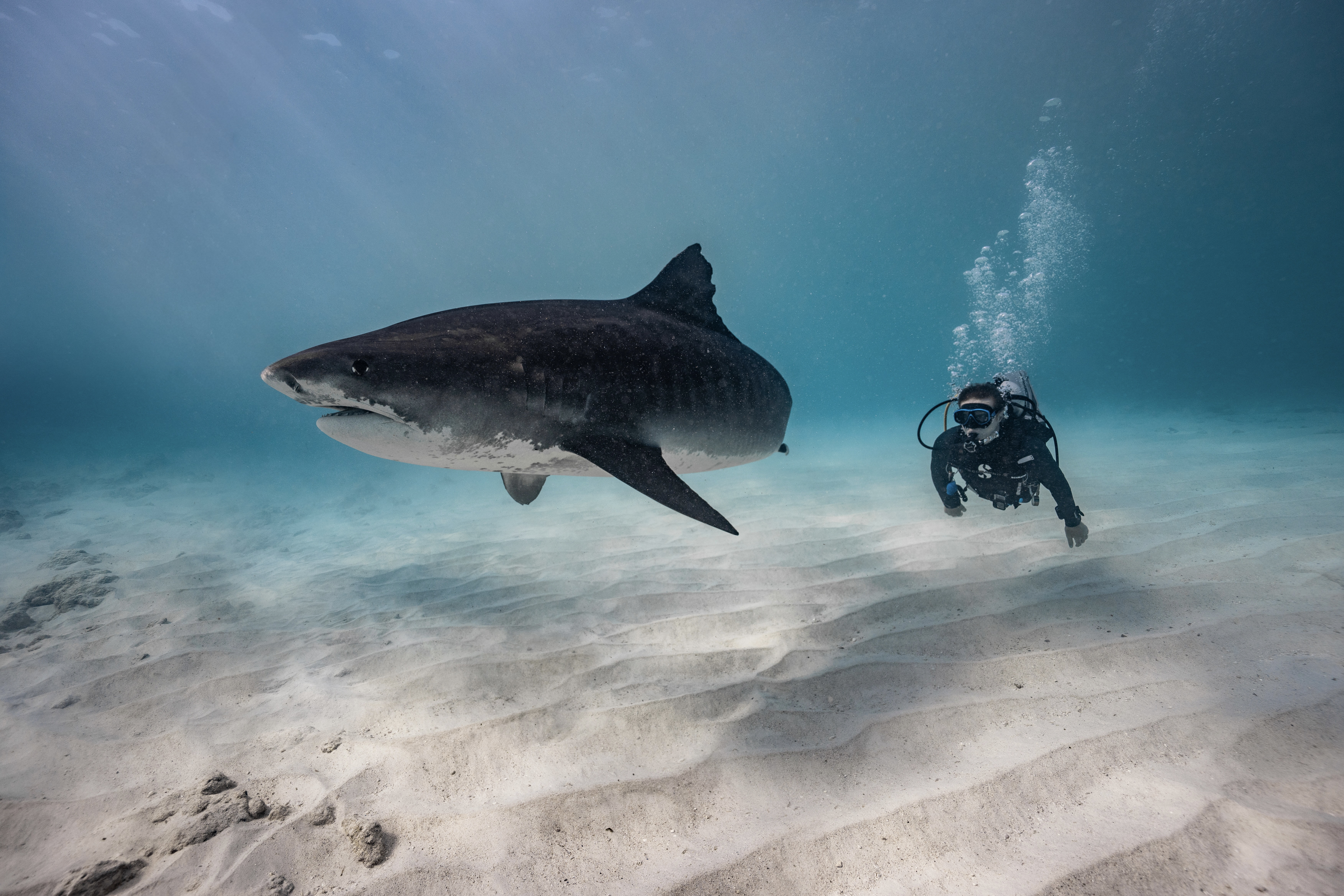 A close tiger shark encounter in the Maldives.